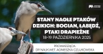 Warsztaty weterynaryjne:  Stany nagłe u ptaków dzikich: łabędź, bocian, ptaki drapieżne
